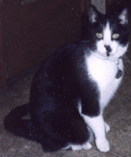photo of Speck
